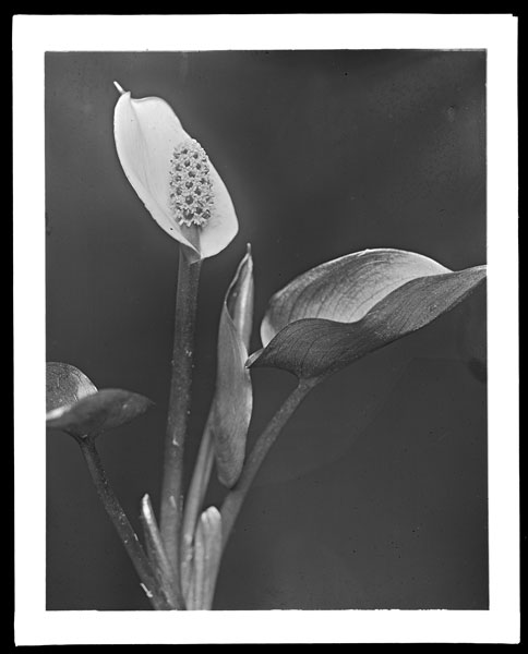 Calla palustris.
Plant in bloom.
