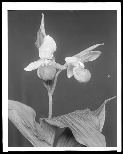 Cypripedium hirsutum.
Two flowers
