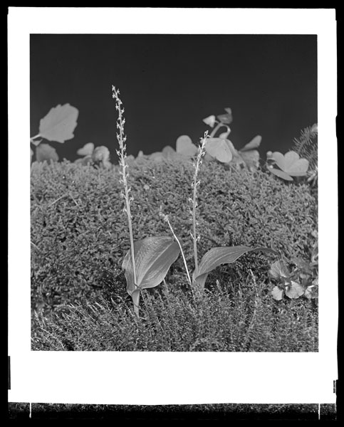 Microstylis monophyllos.
Two plant in bloom in field