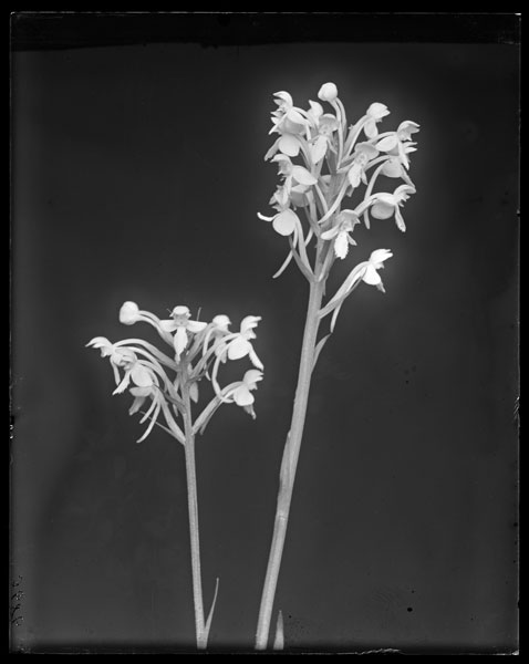 Habenaria blephariglottis.
Flowers