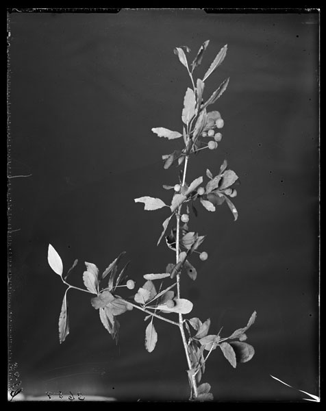 Nemopanthus mucronata.
Fruiting Branch.