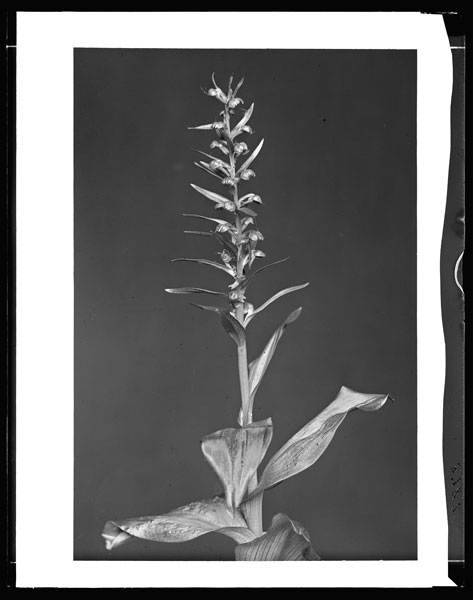 Habenaria bracteata.
Plant in flower.